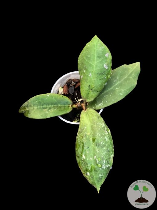 Hoya undulata red