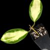 Hoya incrassata 'Moonshadow'