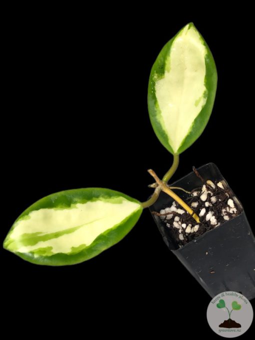 Hoya incrassata 'Moonshadow'