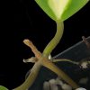 Hoya incrassata 'Moonshadow'