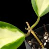 Hoya incrassata 'Moonshadow'