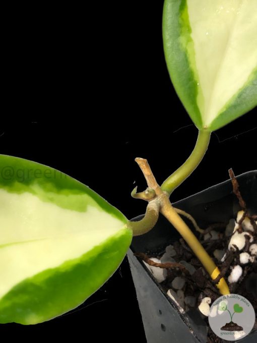 Hoya incrassata 'Moonshadow'