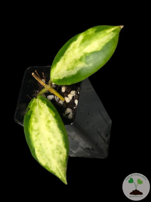 Hoya incrassata 'Moonshadow'