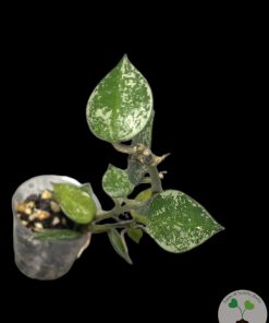 IMG_2843 Hoya krohniana 'Eskimo' - B
