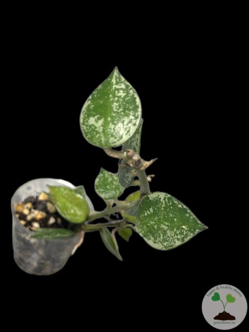 Hoya krohniana 'Eskimo' - B