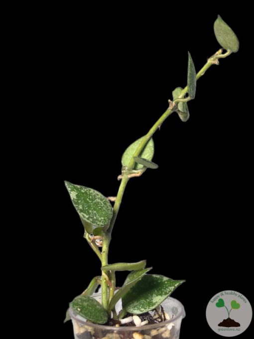 Hoya krohniana 'Eskimo' - A
