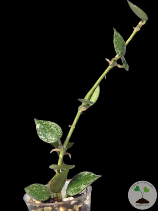 Hoya krohniana 'Eskimo' - A