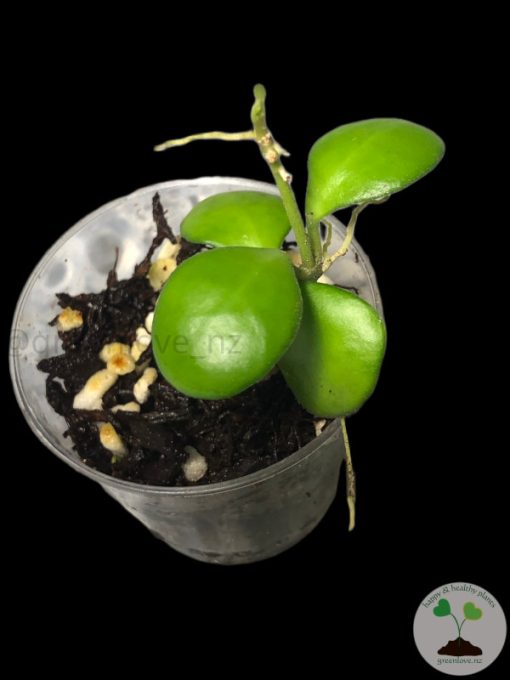 Hoya heuschkeliana (Yellow flower)