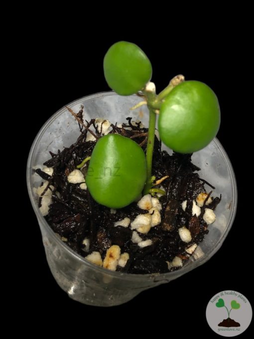 Hoya heuschkeliana (Yellow flower)