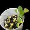 Hoya chinghungensis