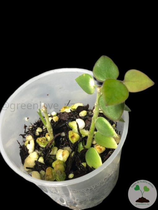 Hoya chinghungensis