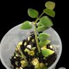 Hoya chinghungensis