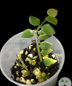 IMG_2851 Hoya chinghungensis