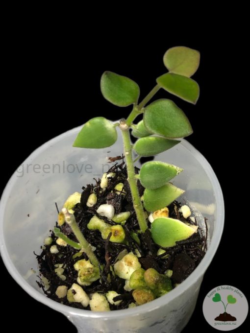 Hoya chinghungensis