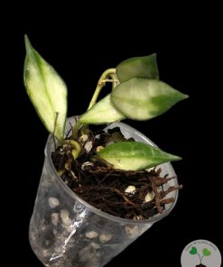 IMG_2852 Hoya lacunosa variegated - B