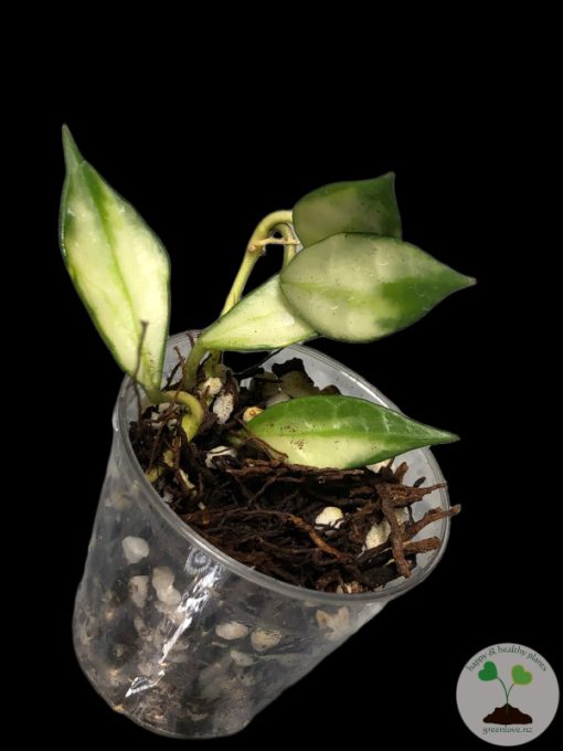 Hoya lacunosa variegated - B