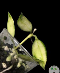 IMG_2853 Hoya lacunosa variegated - A
