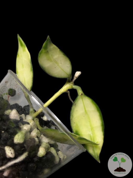 Hoya lacunosa variegated - A