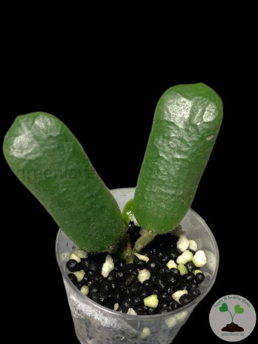 Hoya rotundiflora