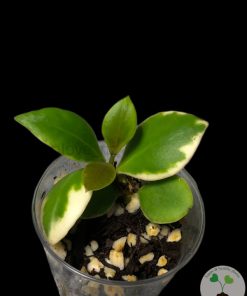 IMG_2857 Hoya heuschkeliana albo