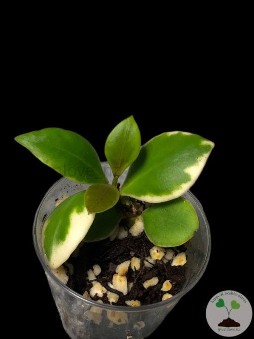 Hoya heuschkeliana albo
