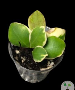 IMG_2859 Hoya heuschkeliana albo