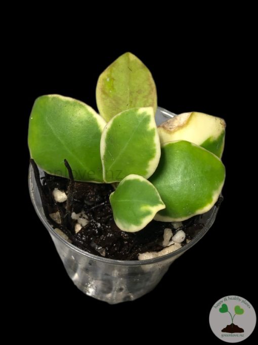 Hoya heuschkeliana albo