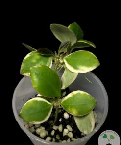 IMG_2862 Hoya heuschkeliana albo
