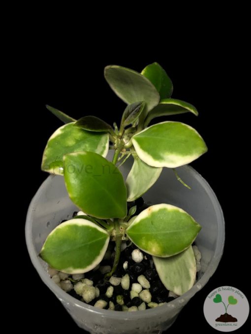 Hoya heuschkeliana albo