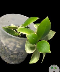 IMG_2867 Hoya heuschkeliana albo