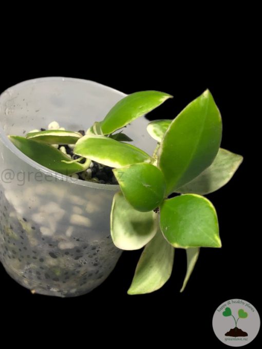 Hoya heuschkeliana albo
