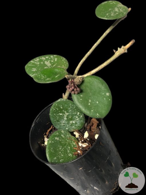 Hoya mathilde 'Splash'