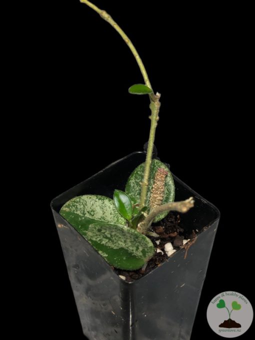Hoya mathilde 'Splash'