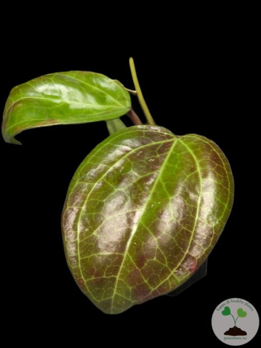 Hoya Sarawak