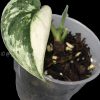 Rare Scindapsus Mariposa