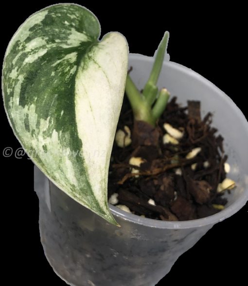 Rare Scindapsus Mariposa