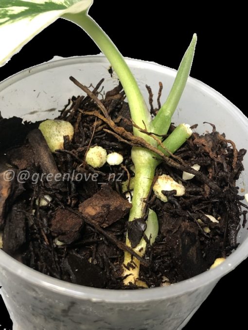 Rare Scindapsus Mariposa