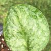 Rare Scindapsus Pangrango