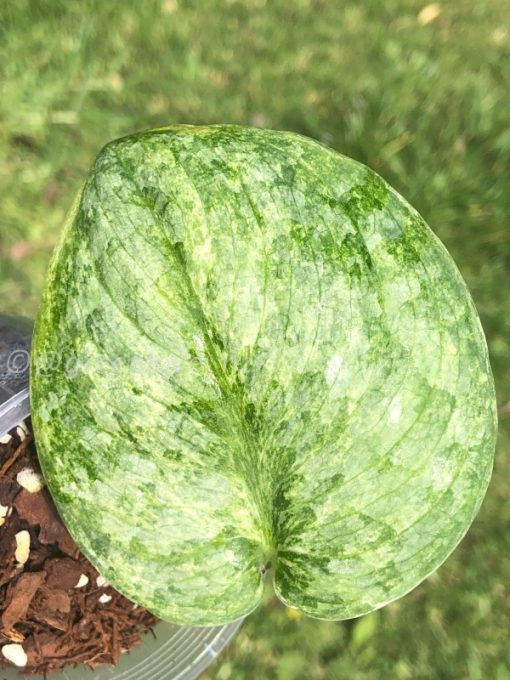 Rare Scindapsus Pangrango