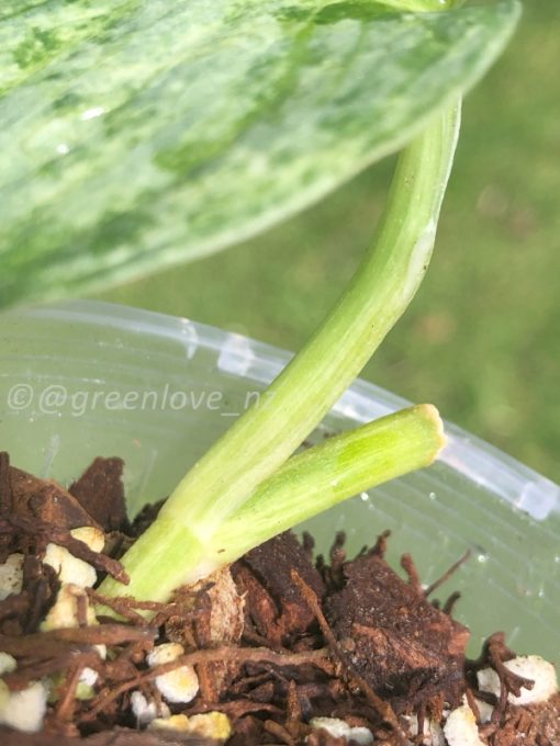 Rare Scindapsus Pangrango