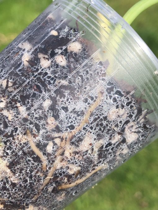 Rare Scindapsus Pangrango