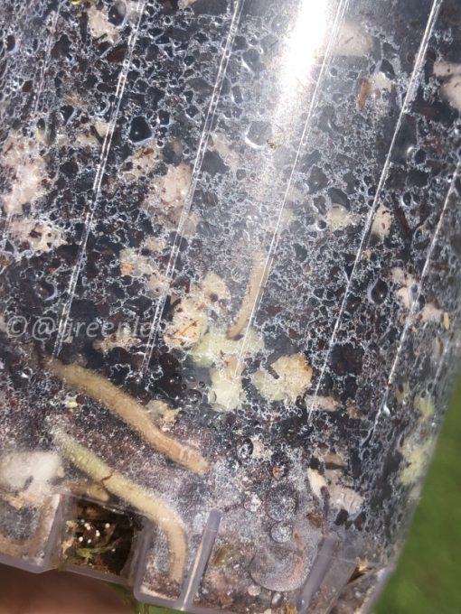 Rare Scindapsus Pangrango