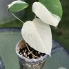 Variegated Monstera Sectoral albo