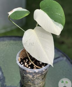 Variegated Monstera Sectoral albo