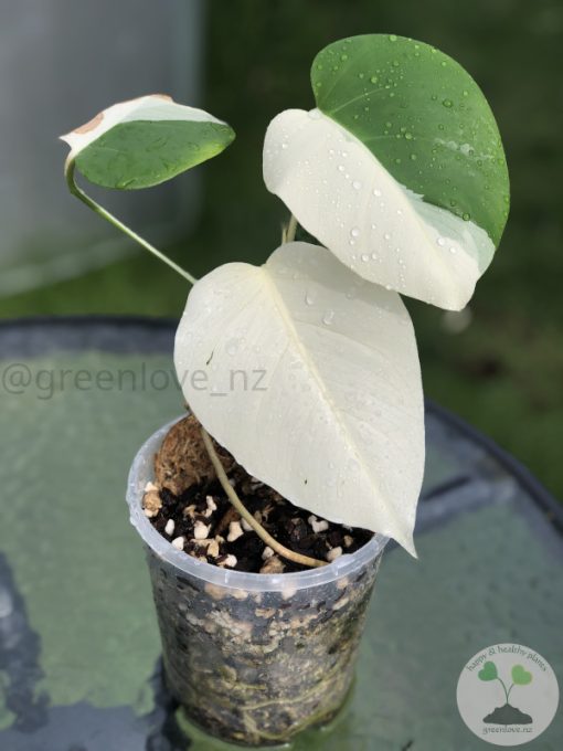 Variegated Monstera Sectoral albo
