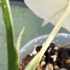 Variegated Monstera Sectoral albo