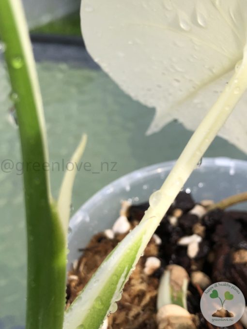Variegated Monstera Sectoral albo