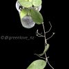 Hoya Black Margin