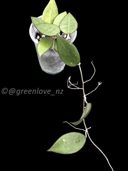Hoya Black Margin