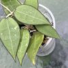 Hoya Black Margin
